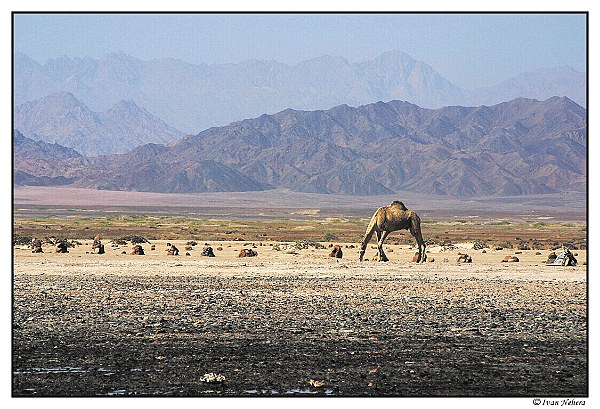 SINAI EGYPT