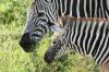 Zebra a mld