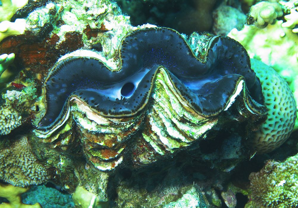hurgada srpen 2006  zeva.jpg