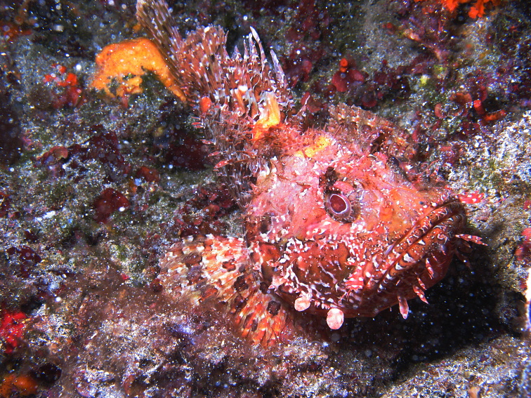 Ropunice